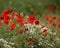 Poppy field close group of poppies mixed with wild daisies