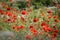 Poppy field close group of poppies and poppy buds