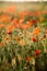 Poppy field close-up, blooming wild flowers in the setting sun. Red green background, blank, wallpaper with soft focus
