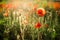 Poppy field close-up, blooming wild flowers in the setting sun. Red green background, blank, wallpaper with soft focus