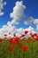 Poppy field with cloudy sky