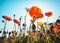 Poppy Field Colourful flowers with blue sky Outdoor sunlight Summer Background