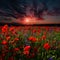 Poppy field with dramatic sunset