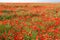 Poppy Field in East Sussex, UK