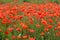 Poppy field in Germany