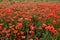 Poppy field in Germany