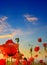 Poppy field, green grass and bright dawn on sky