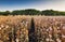 Poppy field heads at sunset, farming - agriculture