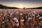 Poppy field heads at sunset, farming - agriculture