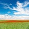 Poppy field. landscape