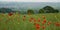 Poppy Field Landscape in the wind