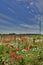 Poppy Field Near Cividale