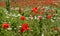 Poppy Field Near Cividale