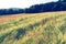 Poppy field in near of volcano Laacher See lake.