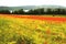 Poppy field in near of volcano Laacher See lake.