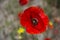 Poppy in the field, newborn, wild papaver