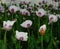 Poppy field, Opium Poppy III.