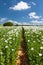 Poppy field, opium poppy in latin papaver somniferum