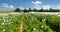 Poppy field, opium poppy in latin papaver somniferum