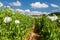 Poppy field, opium poppy in latin papaver somniferum