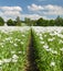 Poppy field, opium poppy in latin papaver somniferum