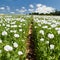 Poppy field, opium poppy in latin papaver somniferum