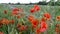 Poppy field over uk motorway traffic on background