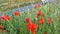 Poppy field over uk motorway traffic on background