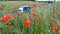 Poppy field over uk motorway traffic on background, slow motion