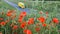 Poppy field over uk motorway traffic on background, slow motion