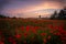 Poppy field with poppies in front of the city of Frankfurt with a view of the skyline and the sunset, cityscape