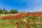 Poppy field romans ruins Baalbek Beeka Lebanon