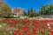 Poppy field romans ruins Baalbek Beeka Lebanon