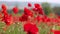 Poppy field - scarlet poppy flowers sway in the wind. Close-up buds. Summer rural landscape. Looped video