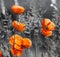 poppy field,selective color