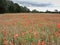 Poppy field in splender with angry skies