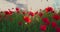 Poppy field during spring and summer season. Fresh green meadow and blooming wildflowers.