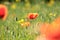 poppy in the field on a sunnny spring morning close up of fresh spring poppy on a rape field backlit by the light of the morning