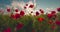 Poppy field at sunrise in summer countryside