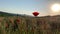 Poppy field at sunset