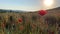 Poppy field at sunset