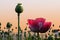 Poppy field at sunset