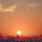 Poppy field at sunset. Beautiful red flowers under the majestic orange sky with light fleecy clouds on it. Peaceful