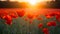 Poppy field at sunset creates dreamy blurred background ambiance