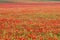 Poppy field at sunset. Poppy blossoms in the meadow.