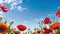 Poppy field at sunset in the spring. Poppies in the blue sky edge frame. Red poppies in sunset light. Summer nature