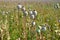 Poppy field with unripe poppy-heads ripe opium poppy head