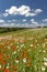 Poppy field, Vysoocina near Zdar nad Sazavou, Czech Republic