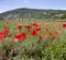 Poppy fields