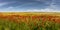 Poppy fields in the Bardenas Reales desert, Navarre